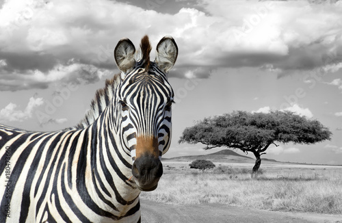 Fototapeta Naklejka Na Ścianę i Meble -  Black and white photography with color zebra