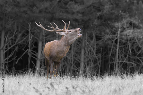 Red deer in mating season © byrdyak