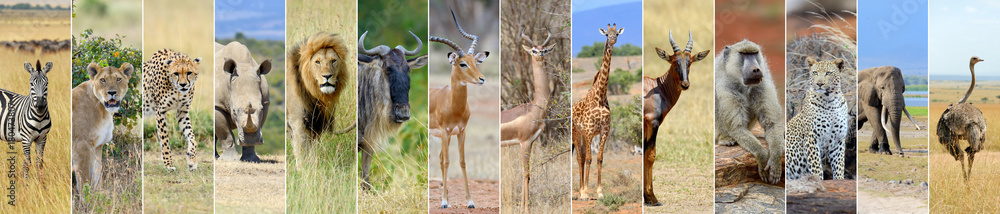 Collage of african wildlife animal - obrazy, fototapety, plakaty 