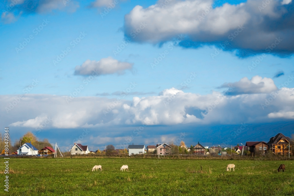 Obraz premium Rural landscape with grazing horses in the background of village houses. Idyllic peaceful world of simple living.