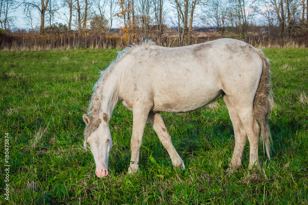 White wild horse is groomed and unkempt grazing in the meadow. Idyllic peaceful world of animals. White wild horse is groomed and unkempt grazing in the meadow. Idyllic peaceful world of animals.