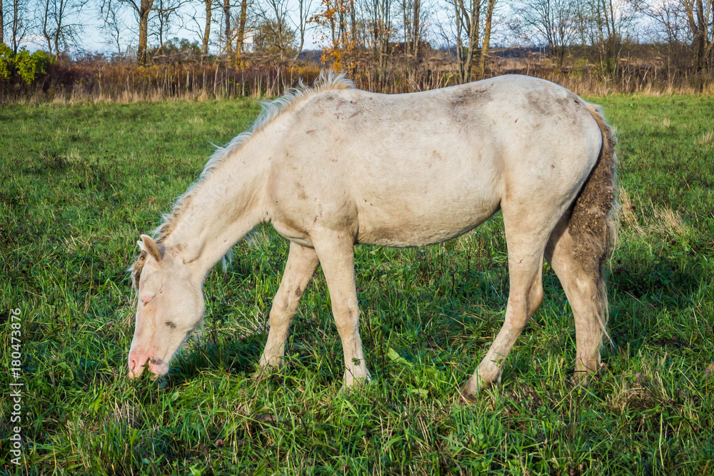 Obraz premium Wild White horse is groomed and unkempt mane and tail, wounds from fights - grazing in the meadow. The world and the animal life outside of human civilization.