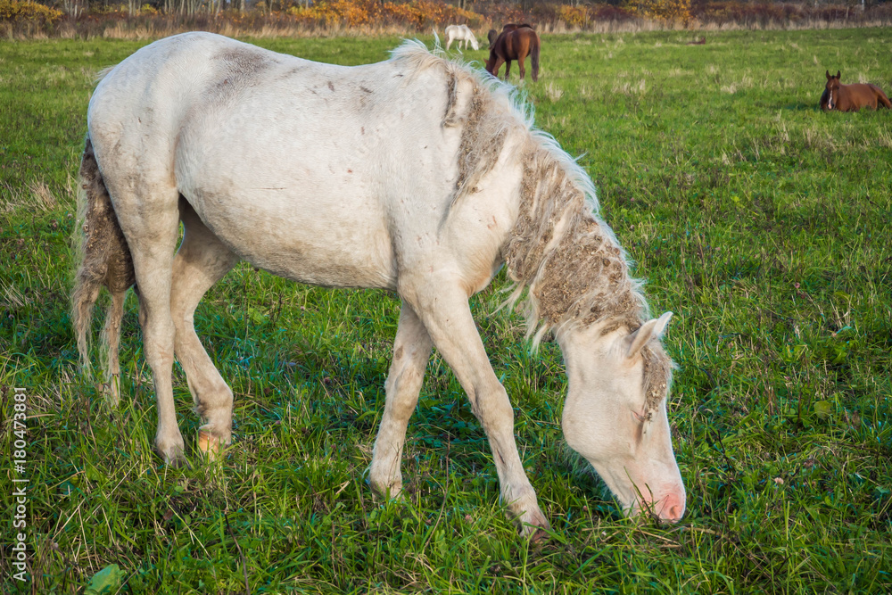 Wild horses groomed and unkempt mane and tail, the wounds from fights - grazing in the meadow. The world and the animal life outside of human civilization. Wild horses groomed and unkempt mane and tail, the wounds from fights - grazing in the meadow. The world and the animal life outside of human civilization.