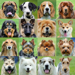 Collage of different dogs