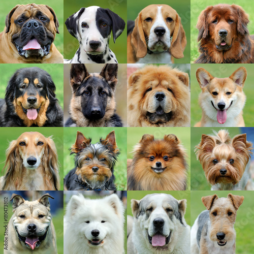 Fototapeta Naklejka Na Ścianę i Meble -  Collage of different dogs