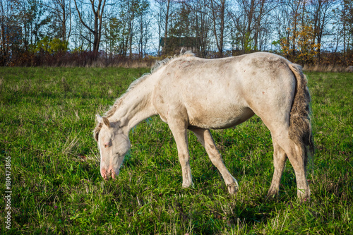 Wild White horse is groomed and unkempt mane and tail  the wounds from fights - grazing in the meadow. The world and the animal life outside of human civilization.