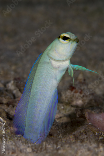 Yellowhead Jawfish photo