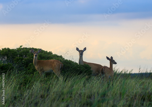 Whitetailed Deer in Coastal Dunes and Open Scrub