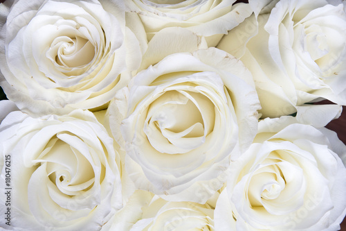 White roses fullscreen background. Wedding white flowers, awesome roses
