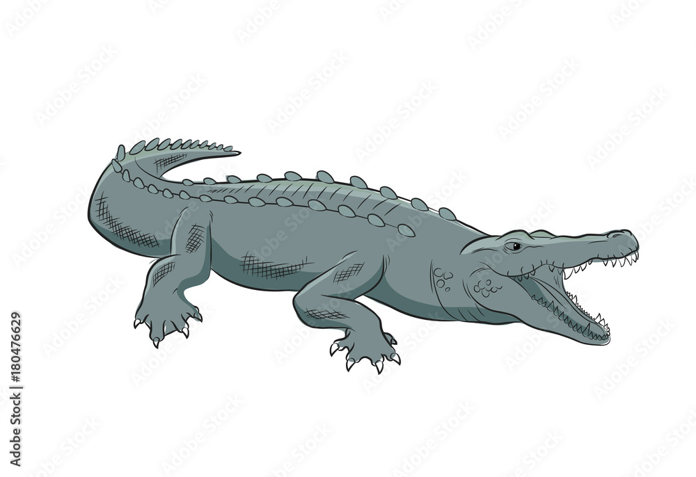 Fototapeta premium Wild Crocodile Vector Illustration