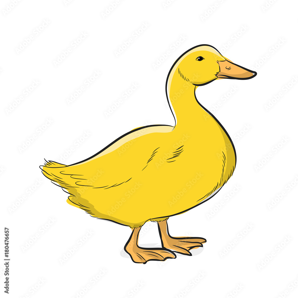 Yellow Duck Vector Illustration Yellow Duck Vector Illustration