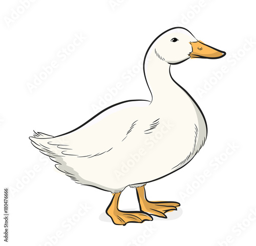 Cartoon Duck Vector Illustration