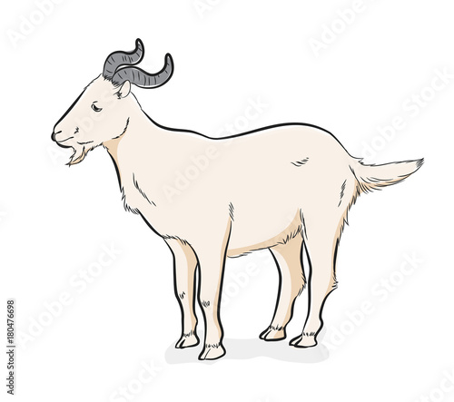 Domestic Goat Vector Illustration