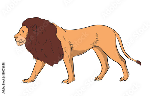 Lion Vector Illustration