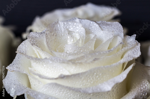 White rose and drops of water on petal of roses. Luxury romantic wallpaper
