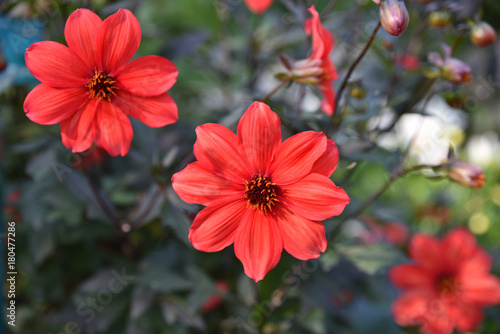 Fototapeta Naklejka Na Ścianę i Meble -  Dahlia rouge en été au jardin
