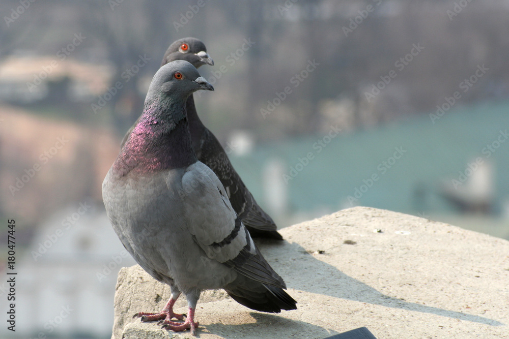 Obraz premium Pair of pigeons looking the same way