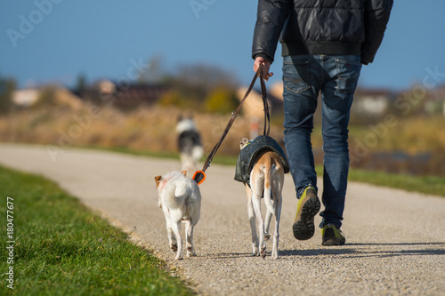 Mann mit Hunden photo