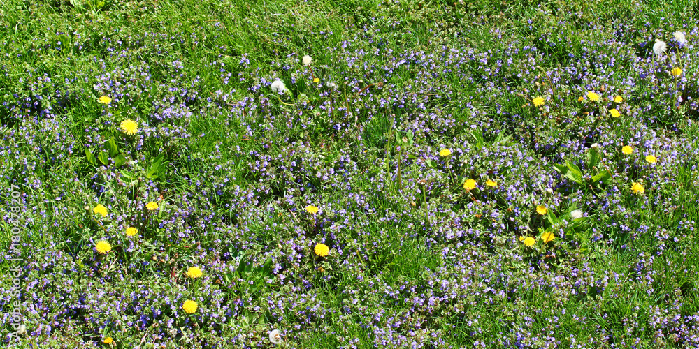 Residential Lawn Dandelions Weeds