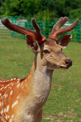 Young deer close-up