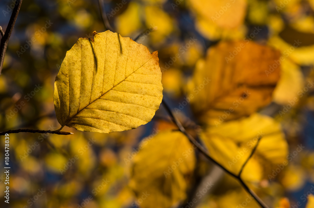 Fototapeta premium Alder leaves background, colorful autumn