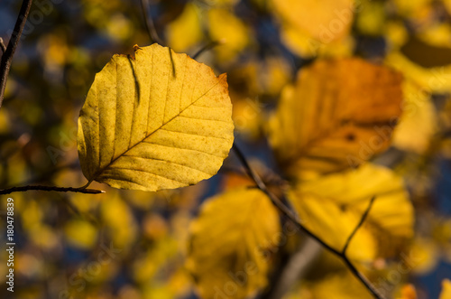 Alder leaves background  colorful autumn