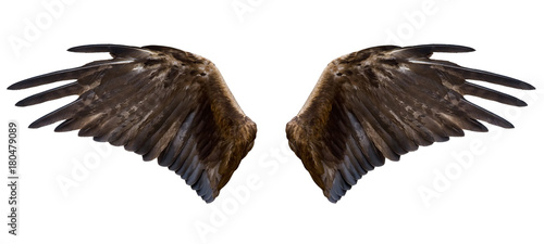 eagle wings, isolated