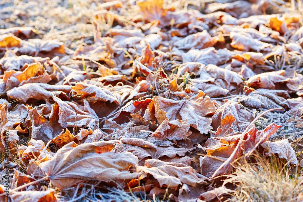 Autumn leaves covered in early morning frost Autumn leaves covered in early morning frost