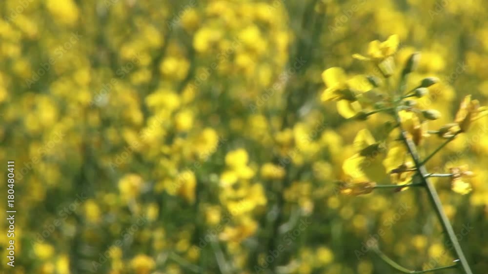 Campi coltivati fioritura di scolza fiori gialli Campi coltivati fioritura di scolza fiori gialli