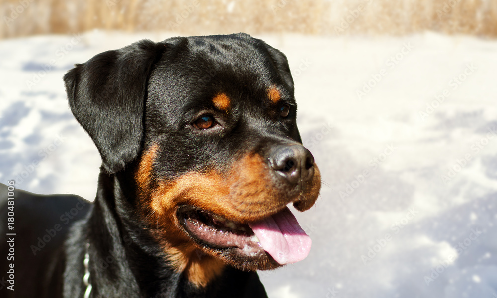 cute rottweiler dog on the snow background cute rottweiler dog on the snow background
