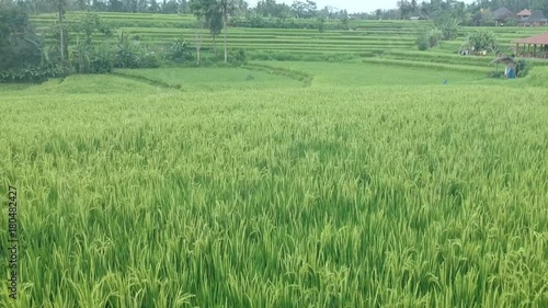 ricefield_ubud_indonesia_drone photo