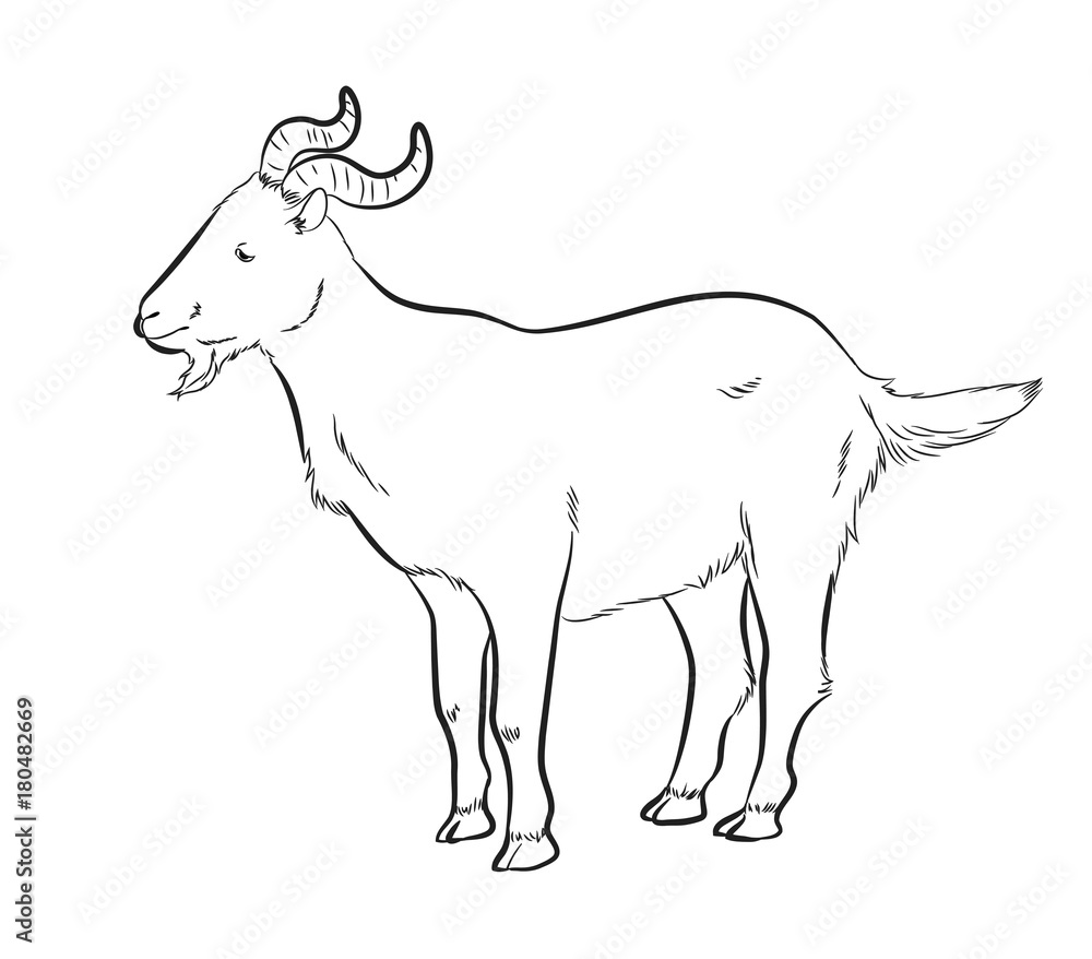 Big Horns Goat Drawing Vector Illustration