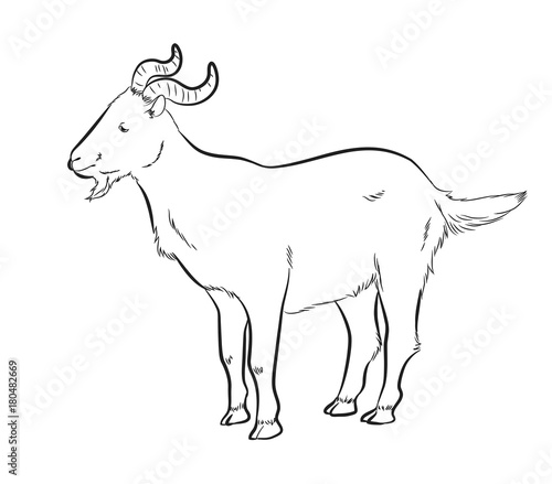 Big Horns Goat Drawing Vector Illustration