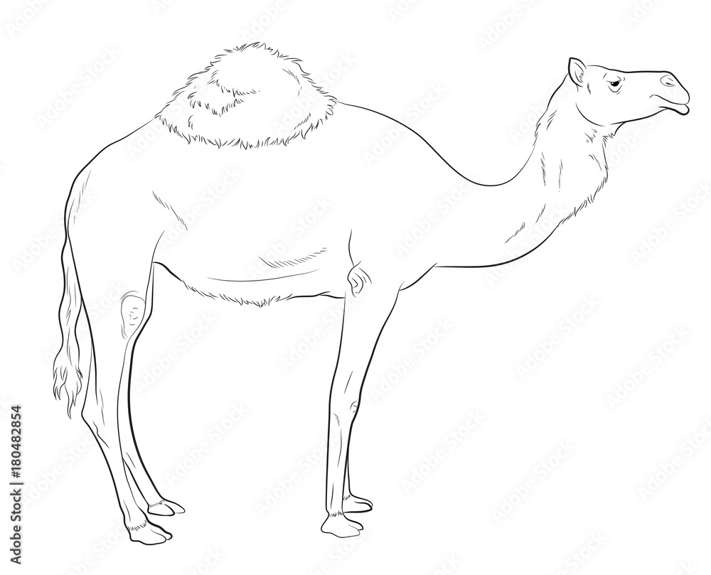 Camel Drawing Vector Illustration Stock Vector | Adobe Stock