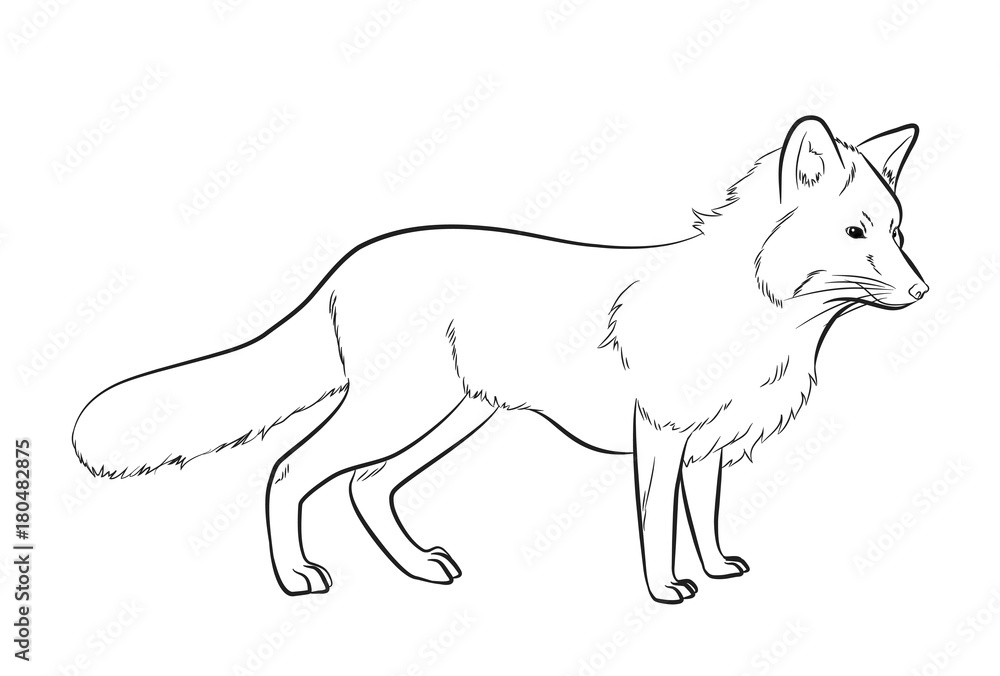Fox Drawing Vector Illustration