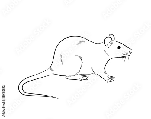 Cartoon Mouse Drawing Vector