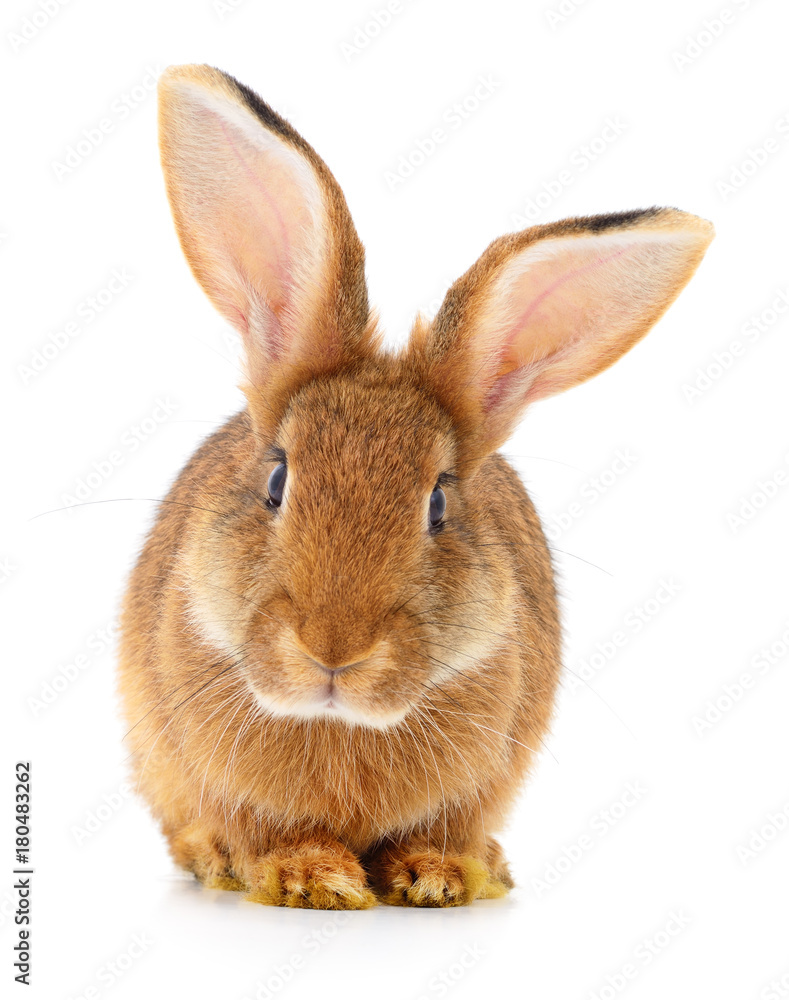 Obraz premium Brown rabbit on white.