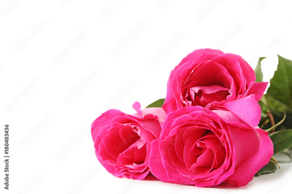 Beautiful pink roses on white background Beautiful pink roses on white background