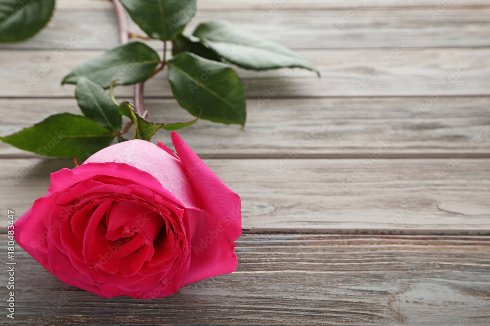 Beautiful pink rose on wooden table Beautiful pink rose on wooden table
