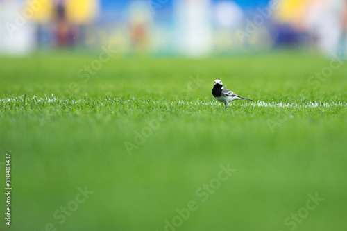 Bird on the football field