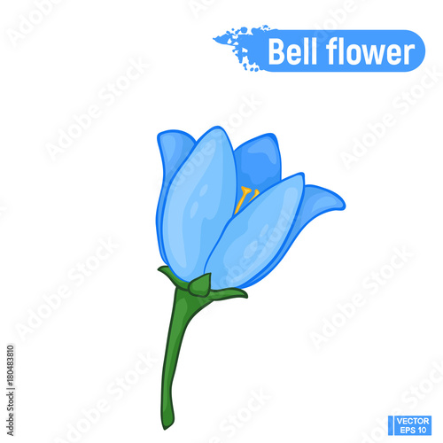Blue bell flower flower