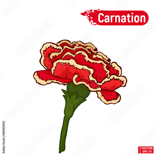 Red carnation flower