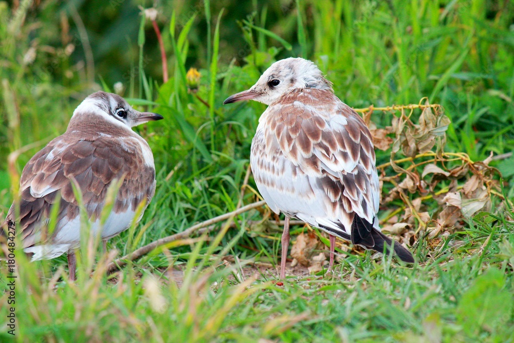 two brown gulls nestling in the green grass on the lake