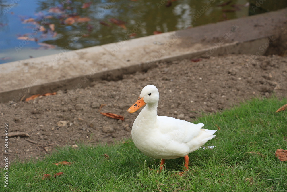 white duck on the beach white duck on the beach