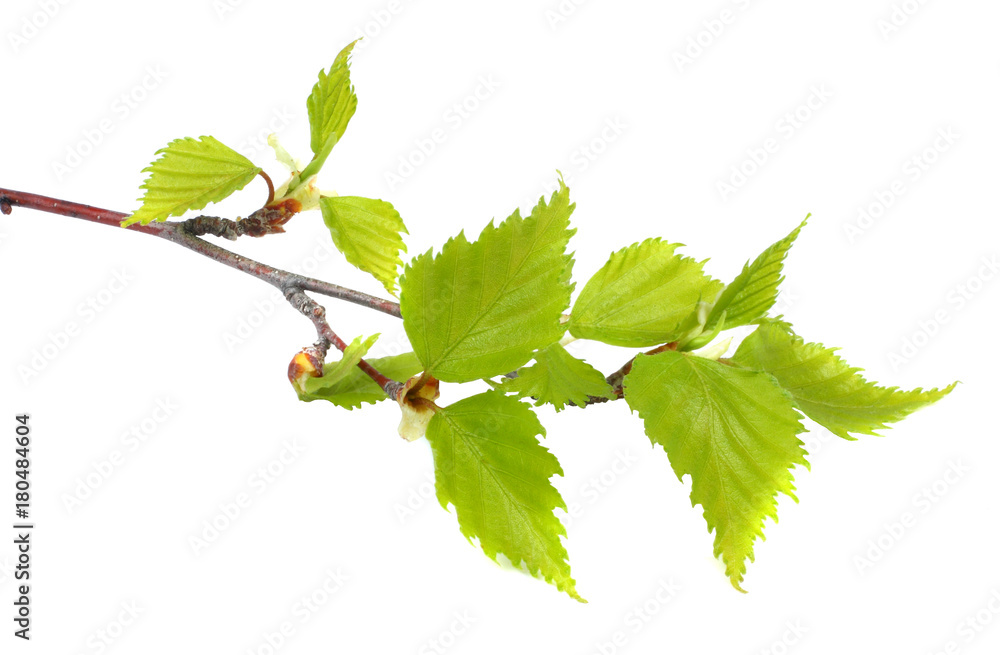 Fototapeta premium Birch leaf isolated on a white background