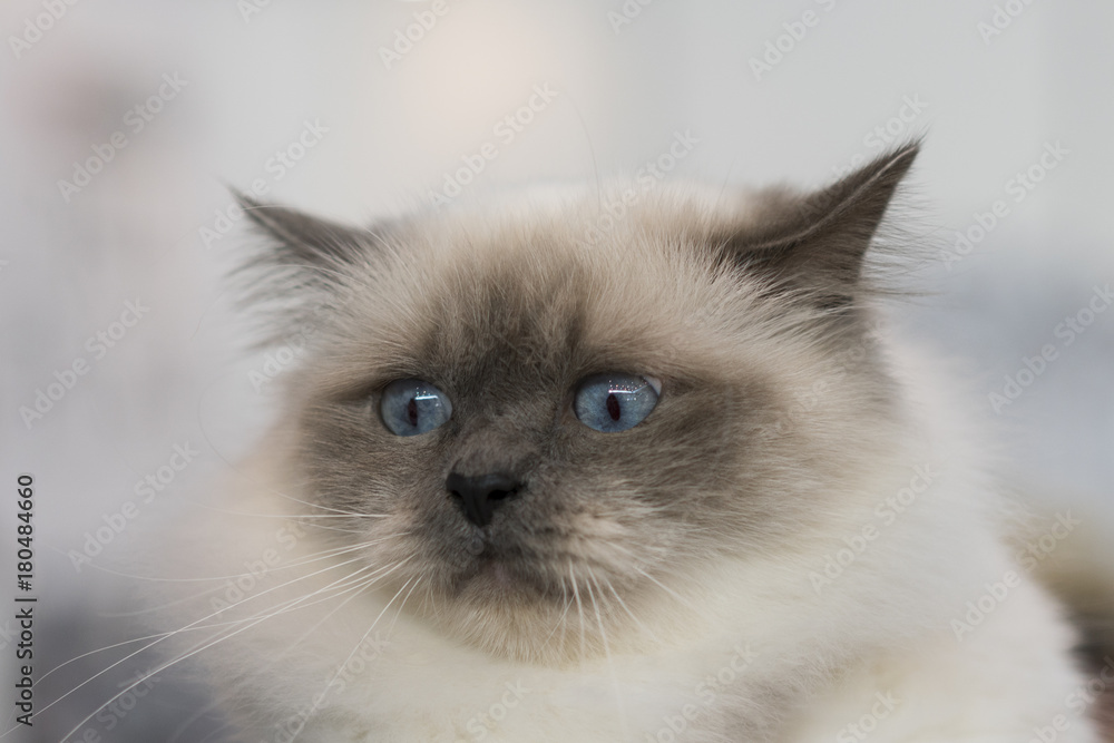 Siamese cat with blue eyes close-up