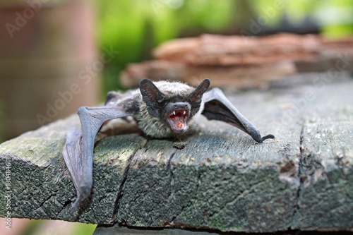gray bat with open mouth and teeth sitting on a wooden Board