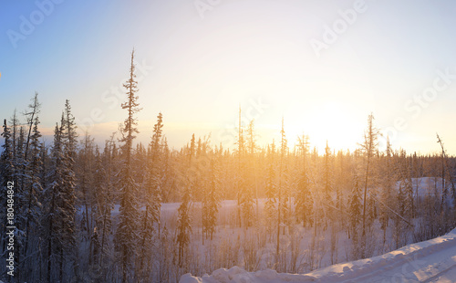 Polar taiga in Siberia 