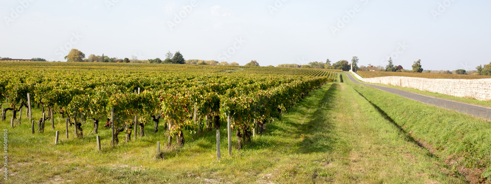 a green Rows of grapes in a vineyard;