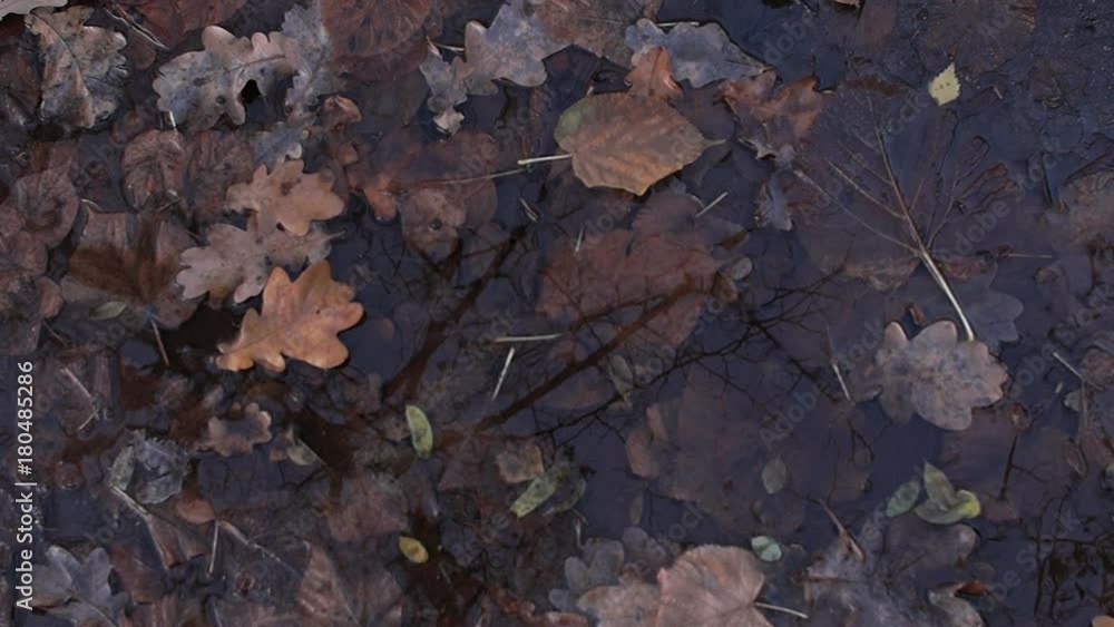 Rainy, cloudy weather. Autumn. Reflection in a puddle. Rainy, cloudy weather. Autumn. Reflection in a puddle.
